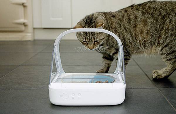 En kat undersøger en automatisk foderbeholder, der står på køkkengulvet.