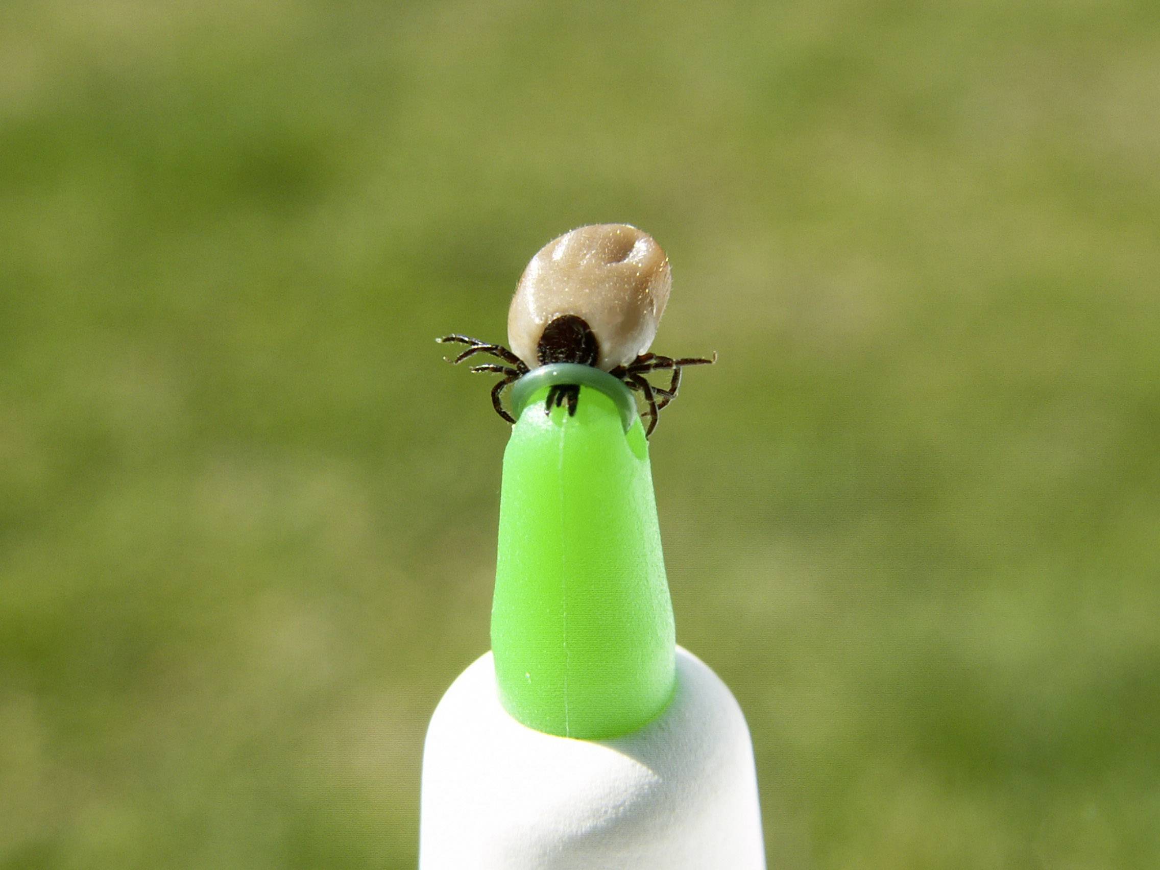 En mæt flåt sidder på spidsen af en grøn genstand foran en sløret, grøn baggrund.