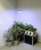 Venso Plantelampe 136 mm 230 V E27 18 W Neutralhvid Reflektor 1 stk