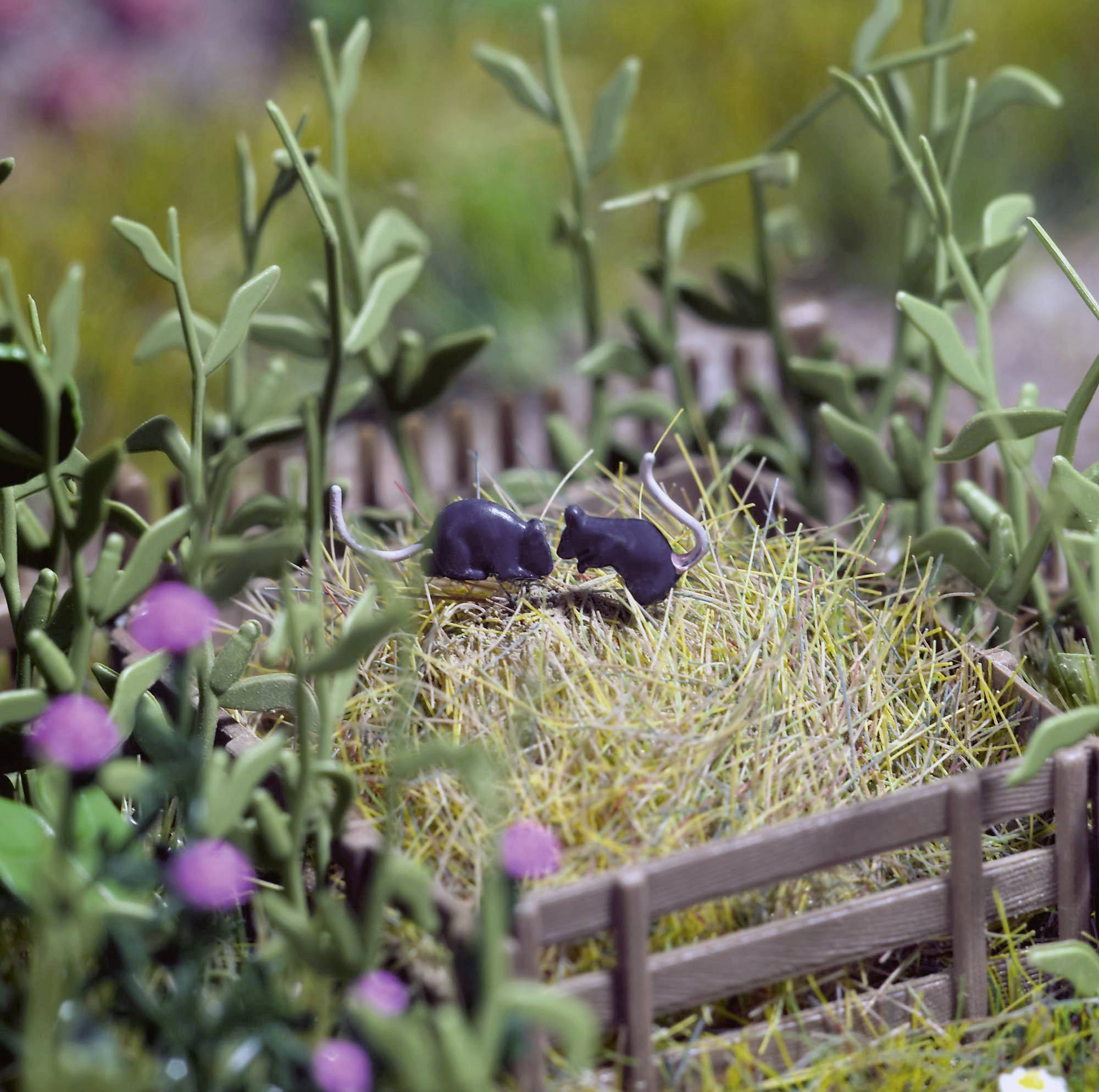 To muse på en høstak inden for et lille indhegnet område med grønne planter og violette blomster i baggrunden.