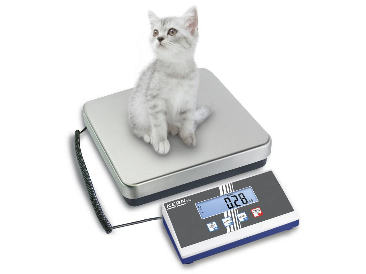 Ein kleines, graues Kätzchen sitzt auf einer digitalen Waage. Das Display zeigt ein Gewicht von 0,28 kg an.