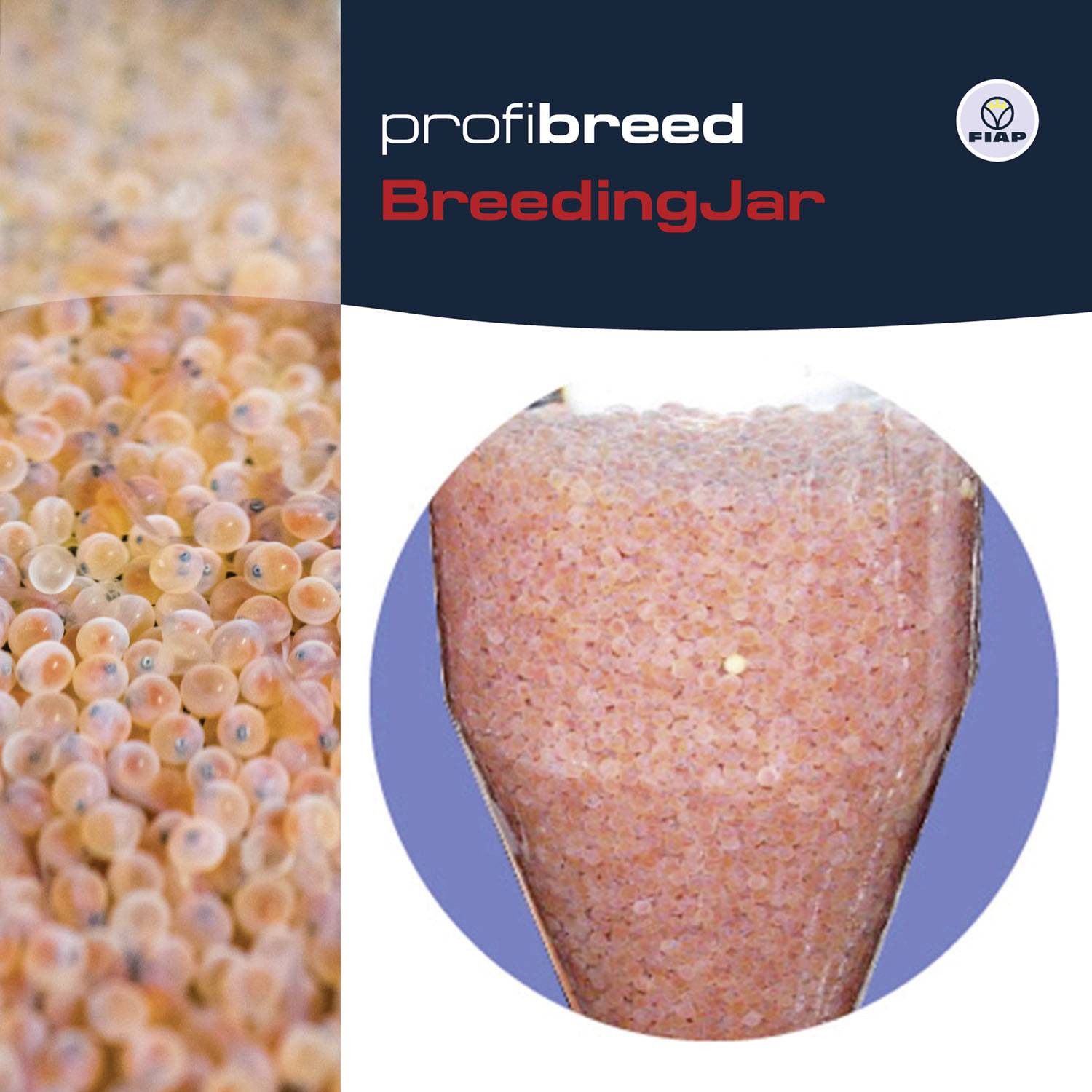 Auf der linken Seite sind viele Fischlarven zu sehen. Rechts zeigt ein Profilbild eine Vase voller Larven. Oben rechts: 'profibreed BreedingJar'.