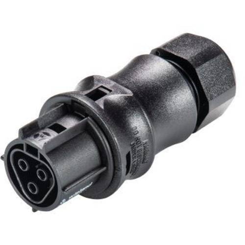 Wieland Electric 96.031.0053.1 Rundstecker Buchse, gerade Gesamtpolzahl: 3 1 St.