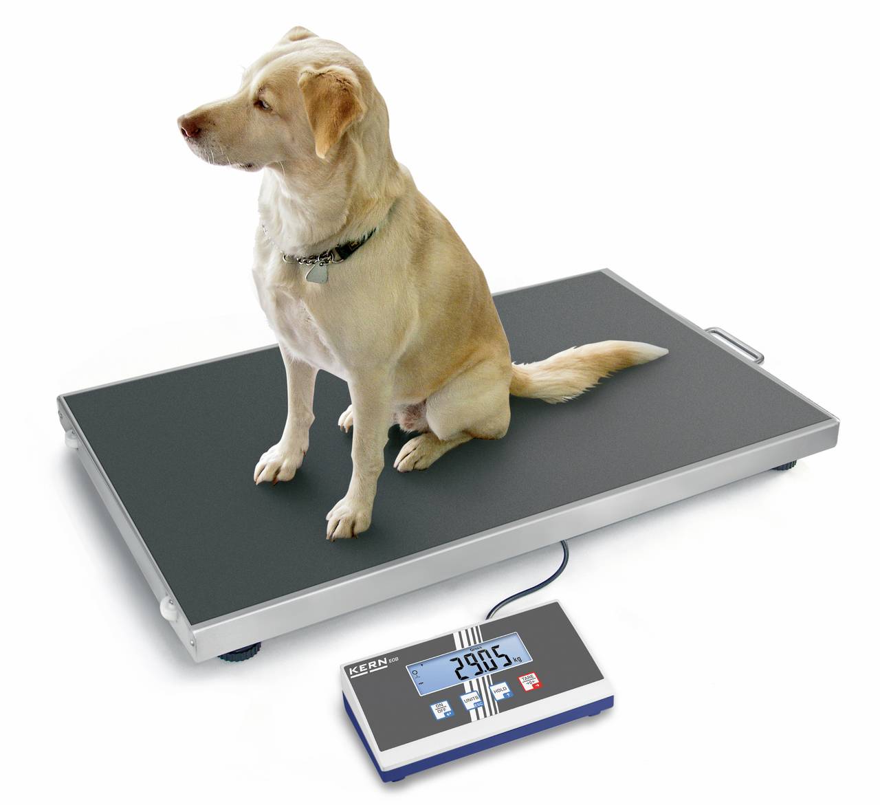 Ein Hund sitzt auf einer großen digitalen Waage, die 29,05 kg anzeigt.