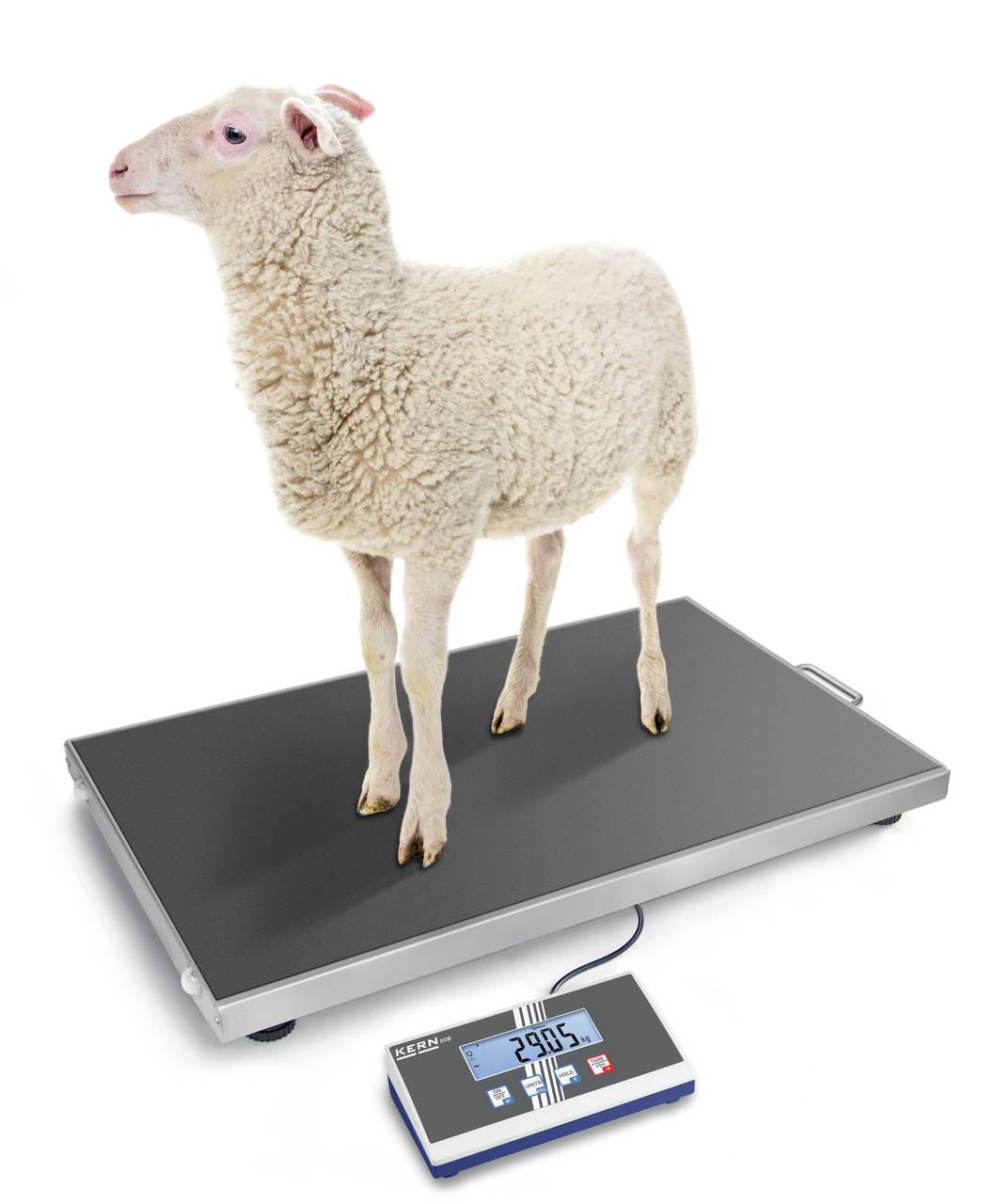 Ein Schaf steht auf einer digitalen Waage, die ein Gewicht von 29,05 Kilogramm anzeigt.