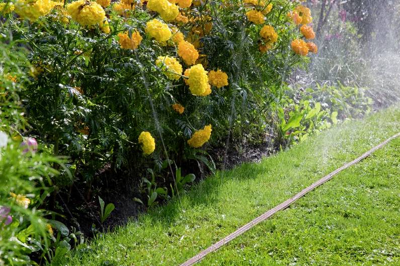 Eine Gartenszene mit gelben und orangefarbenen Blumen, die bewässert werden, umgeben von grünem Gras.