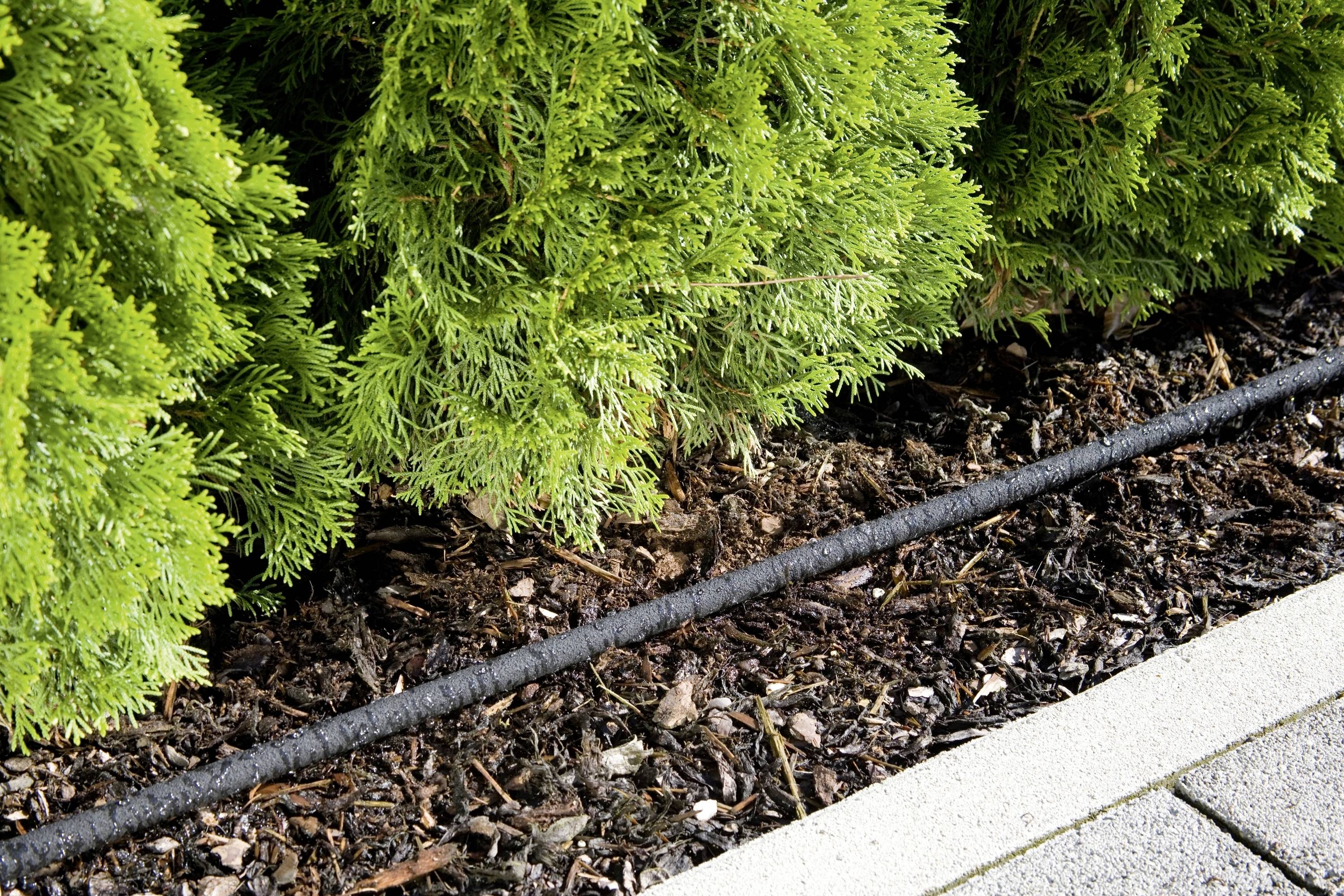 Ein Bewässerungsschlauch liegt in einem Beet mit Rindenmulch, flankiert von immergrünen Sträuchern und einem angrenzenden Gehweg.