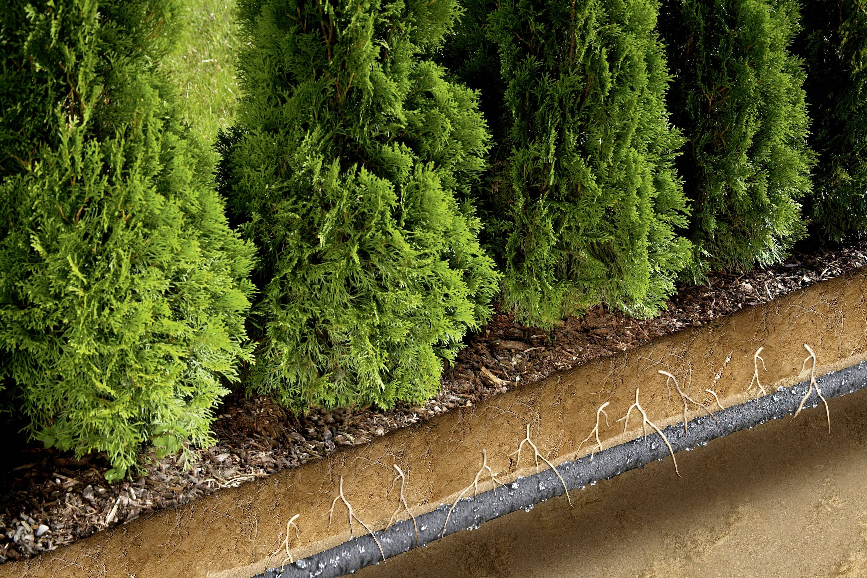 Eine Querschnittansicht von Erde und Pflanzen, die die Wurzeln von immergrünen Büschen zeigt, die in einer Erdschicht wachsen.