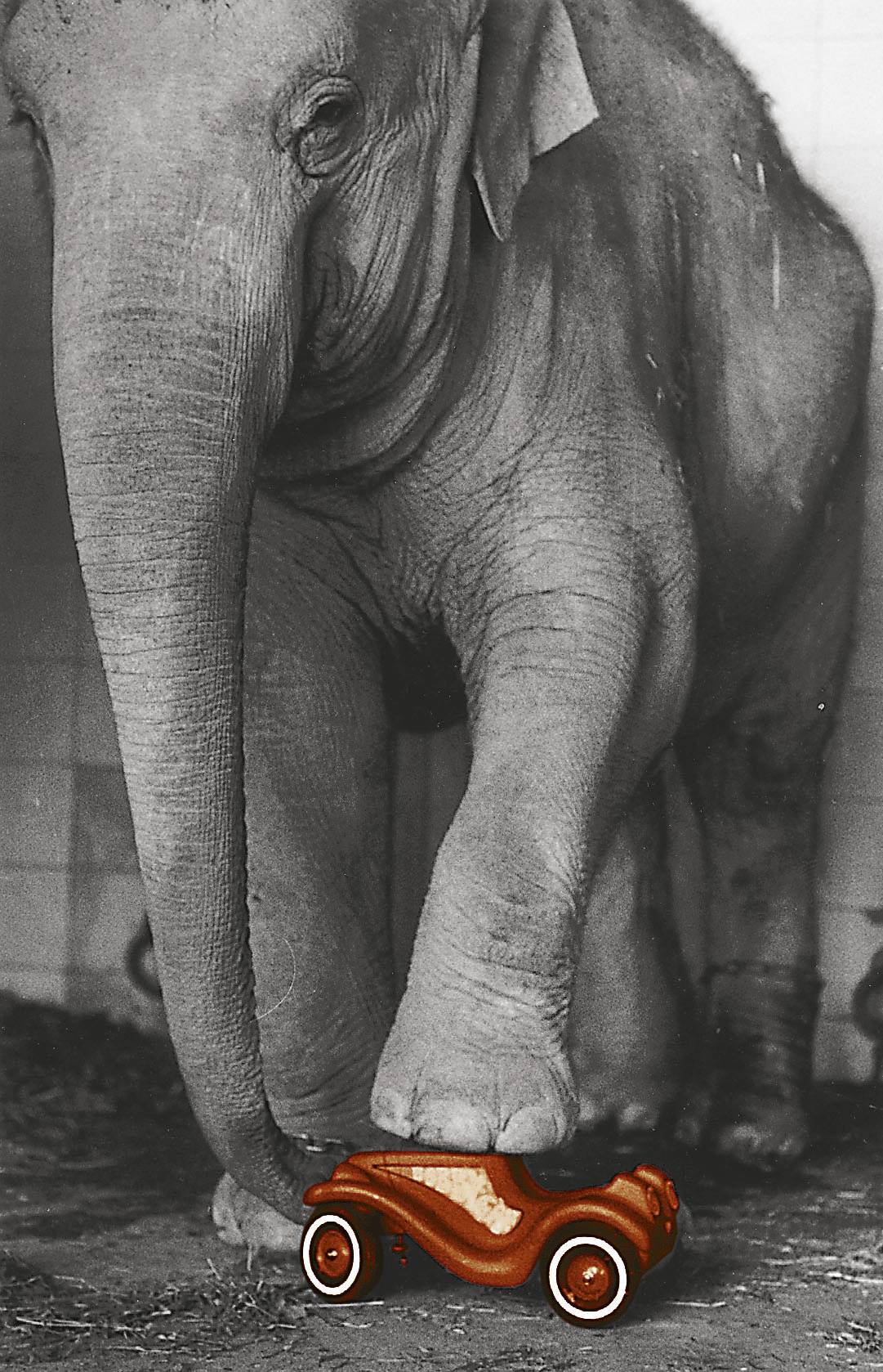 Ein Elefant steht in einem Raum und hebt vorsichtig einen Fuß an, um ein kleines, rotes Spielzeugauto zu berühren.