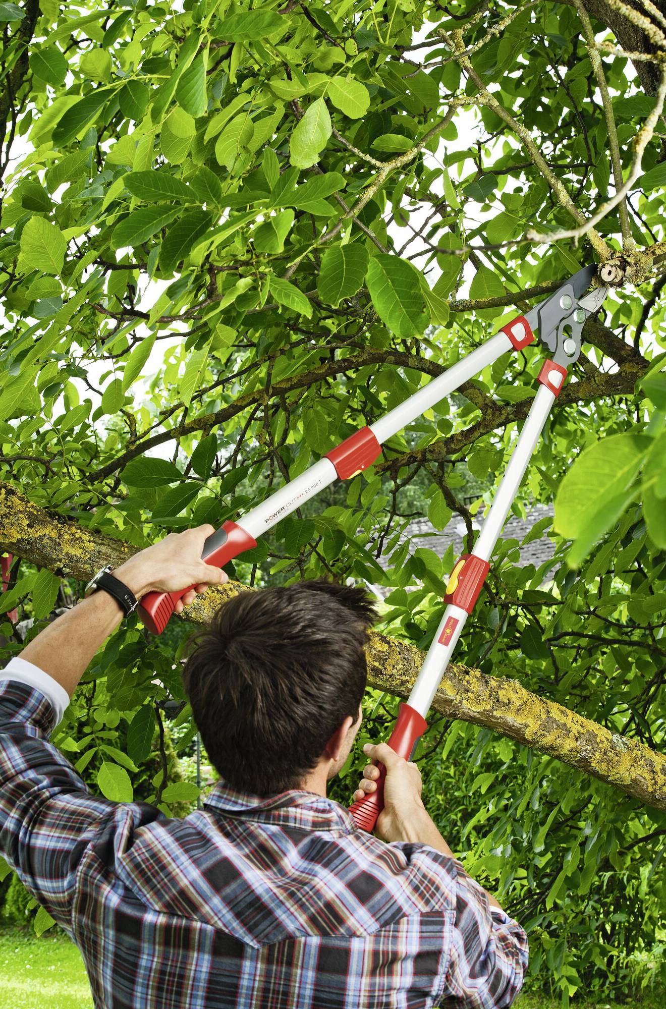 Eine Person mit kariertem Hemd schneidet einen Ast von einem Baum ab, indem sie eine Astschere verwendet. Grünen Blätter im Hintergrund.