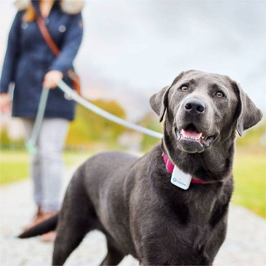 tractive Peilsender für Katze und Hund GPS Tracker Haustiertracker Weiß