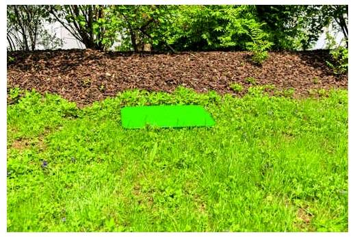 Ein Flecken grünes Gras mit einer rechteckigen grünen Form darauf, vor einer Schicht brauner Mulche und grünem Laub im Hintergrund.