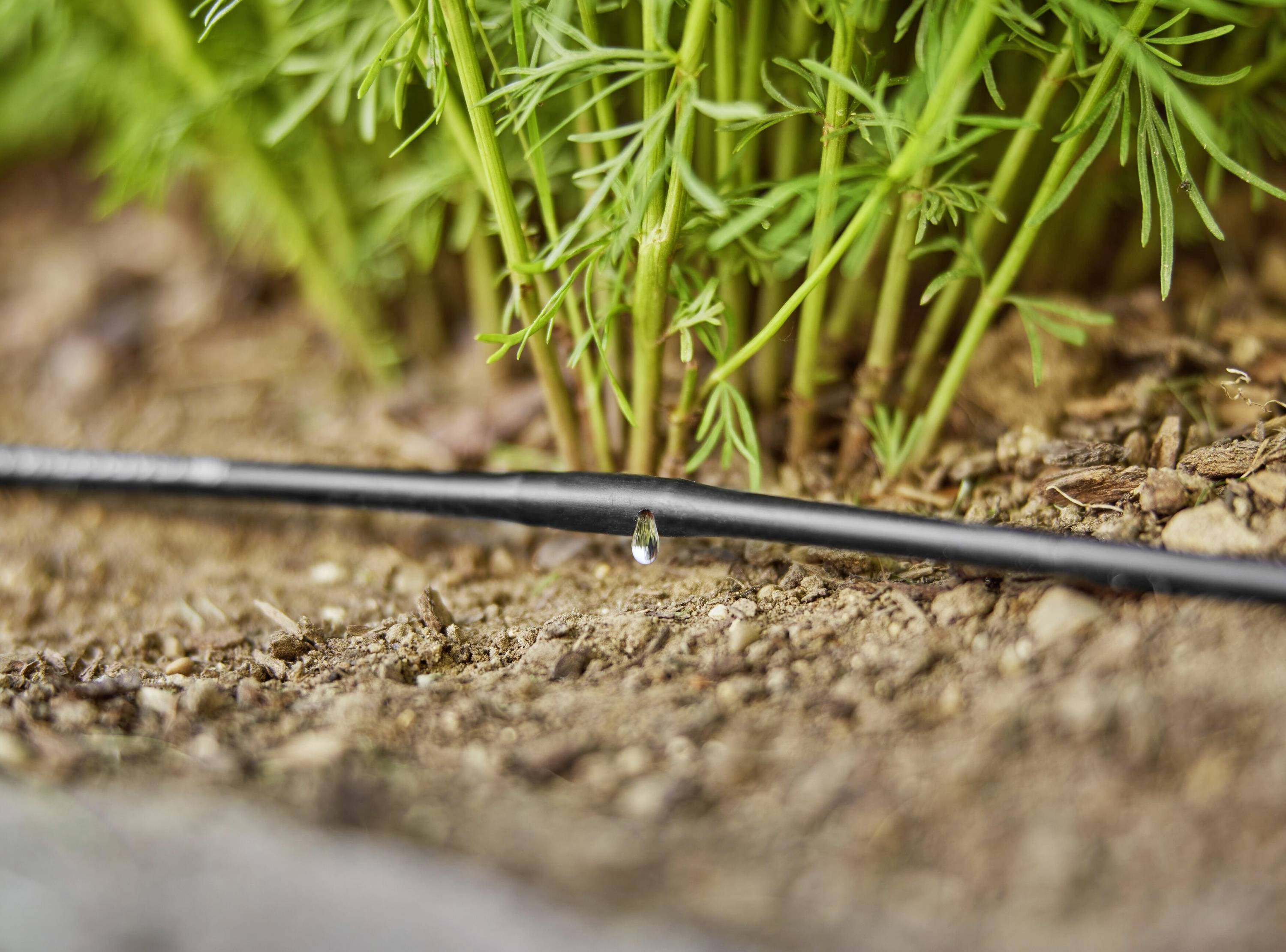 Ein Bewässerungsschlauch tropft Wasser in die Erde, um Pflanzen zu bewässern. Im Hintergrund sind grüne Pflanzenstängel zu sehen.