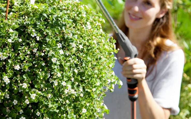 Eine Person, die mit einem Heckenschneider einen üppigen, grünen Busch mit kleinen weißen Blüten in einem Garten in Form bringt und sich auf die Beschneidungsaufgabe konzentriert.
