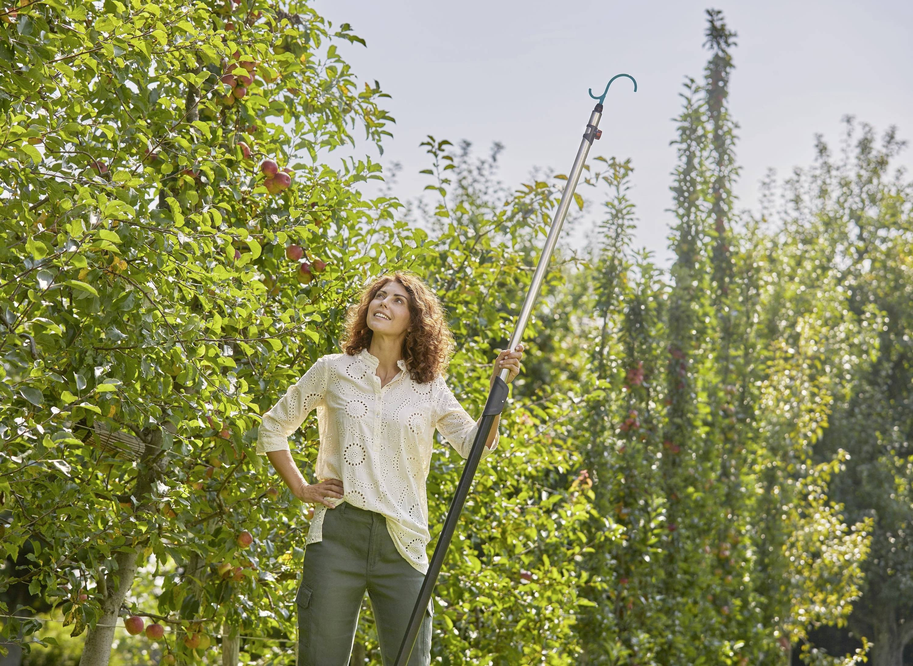 Eine Frau steht in einem Obstgarten und verwendet eine lange Stange, um Äpfel von einem Baum zu pflücken. Es ist ein sonniger Tag.