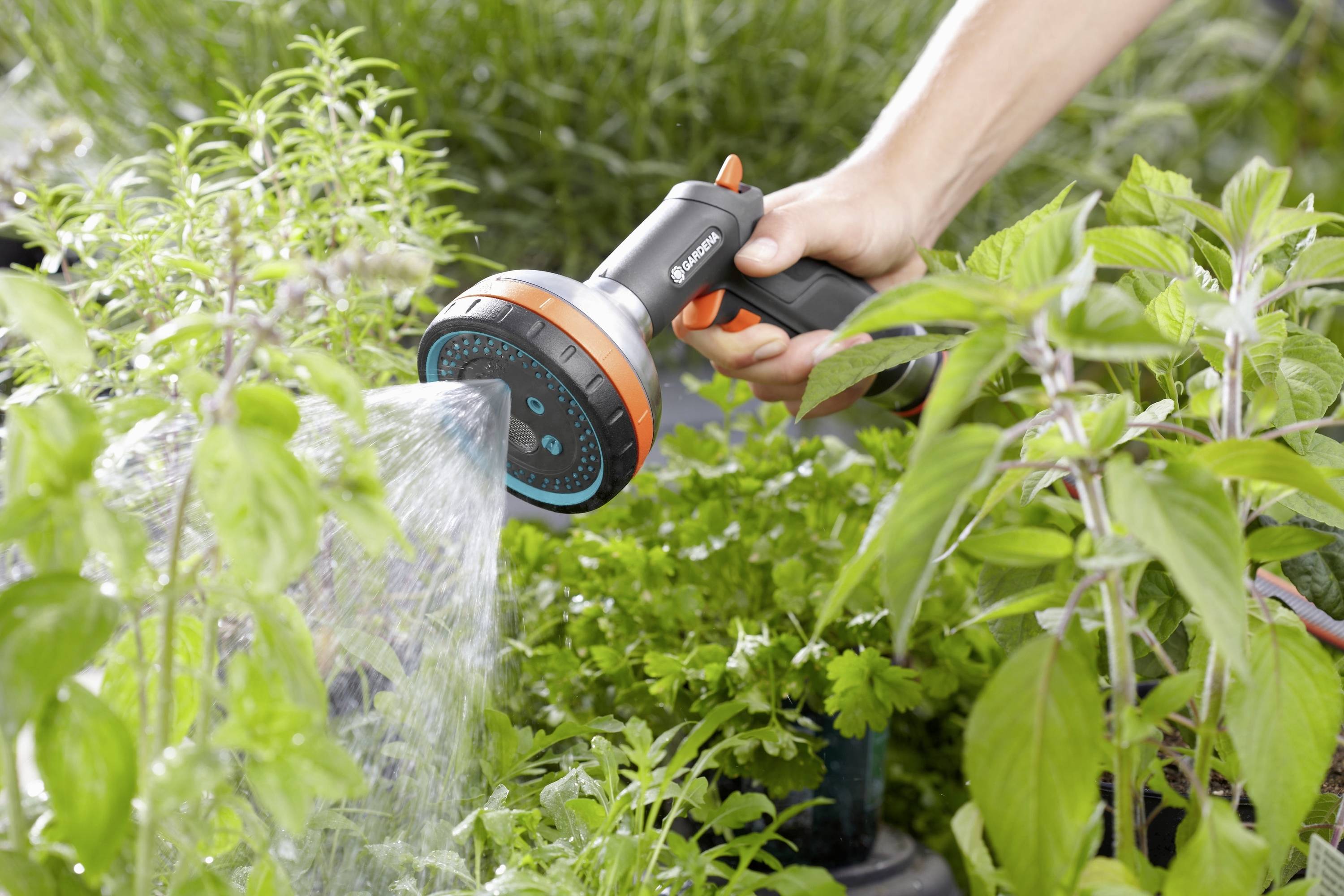 Eine Hand gießt Pflanzen mit einem Gartenschlauch in einem dicht bewachsenen Kräutergarten.