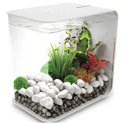 Ein transparentes Aquarium mit weißen Steinen, grünen Pflanzen und einigen rötlichen Blättern, bis zum Rand mit Wasser gefüllt, das ein minimalistisches Design präsentiert.