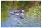 Ein zerbrochener Seitenspiegel schwimmt auf einem grünen Teich, teilweise eingetaucht, umgeben von Wellen und kleinen Flecken von Algen und Pflanzen.