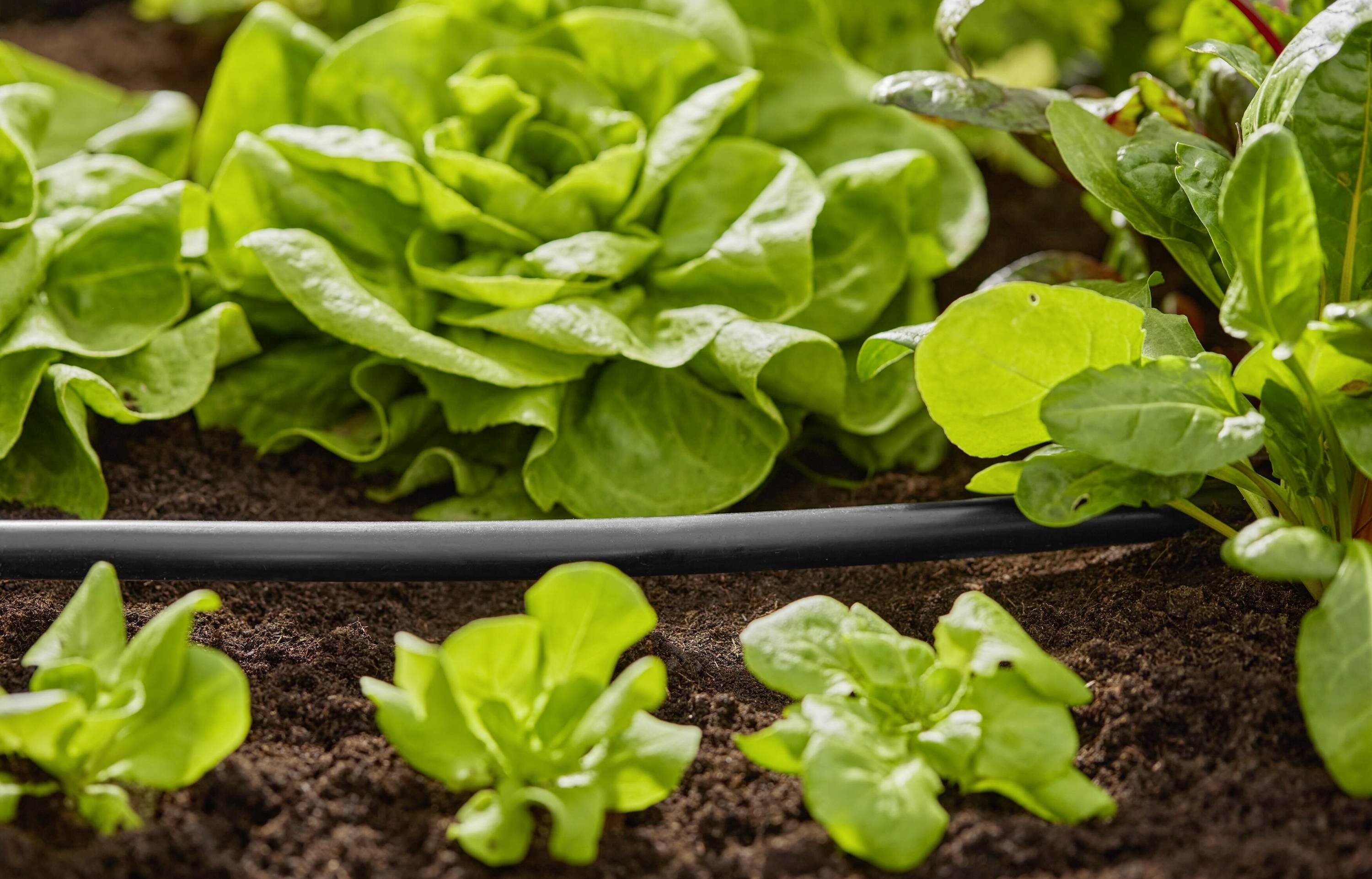 Mehrere Salatpflanzen wachsen in einem Gartenbeet. Die Erde ist dunkel und feucht, ein Bewässerungsschlauch ist sichtbar.