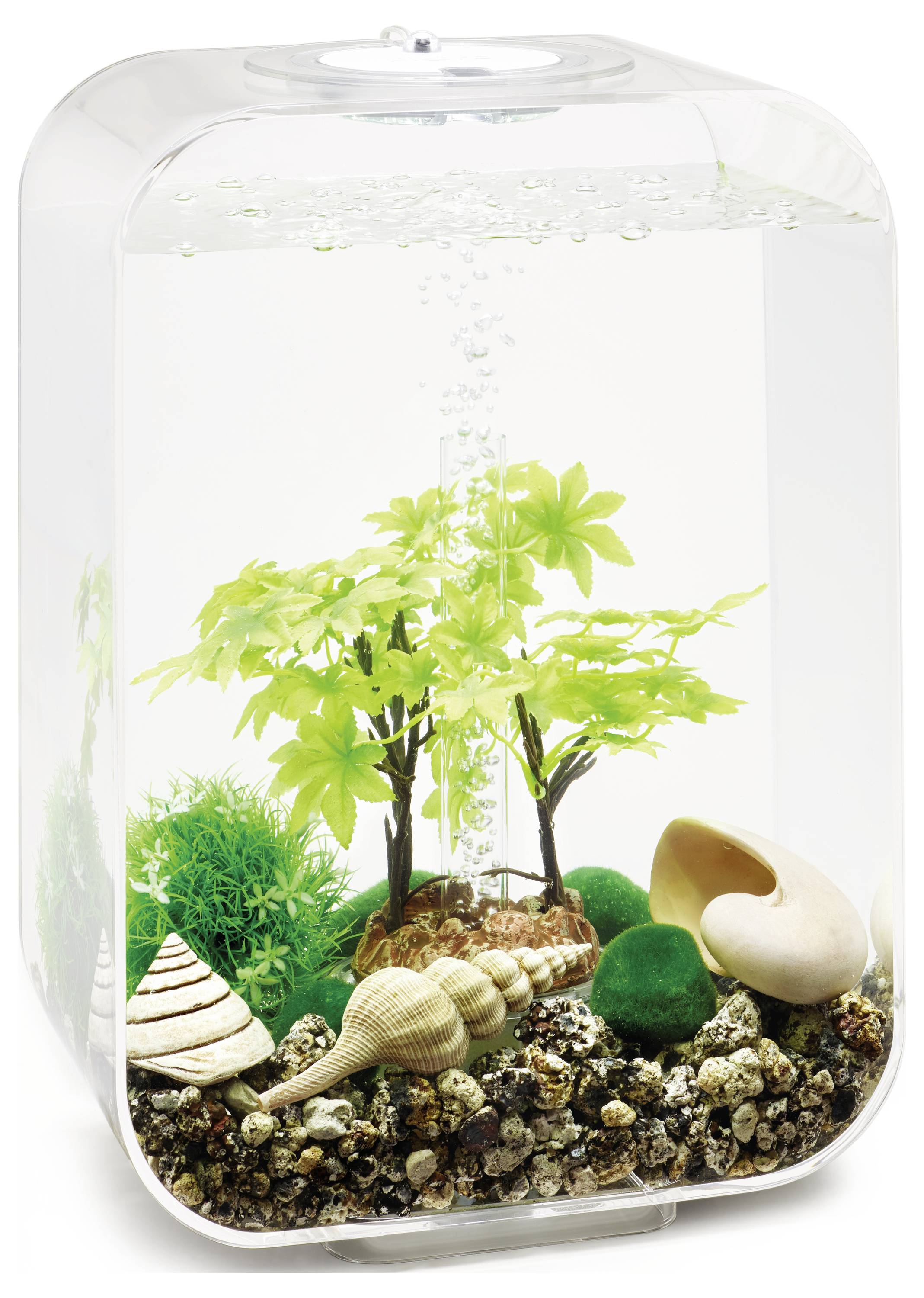 Kleines Aquarium mit künstlichen Pflanzen und verschiedenen Muscheln auf der Kieselbasis.