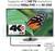 Ein Monitor zeigt einen Schmetterling. Text: 'Unterstützt (U)HD-TV-Auflösungen, 1080p FHD und 4K UHD'. Kabel CAC-2163.