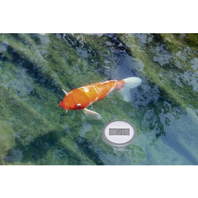 Ein orange-weißer Koi schwimmt in klarem Wasser. Unter ihm ein digitales Thermometer, das '19,6°C' anzeigt.