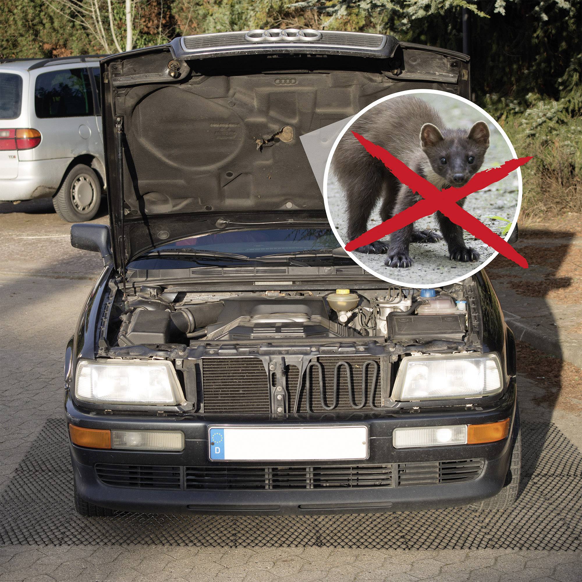 Auto mit geöffneter Motorhaube. Ein Bild eines Marders mit rotem Kreuz darüber signalisiert das Problem von Marderschäden.
