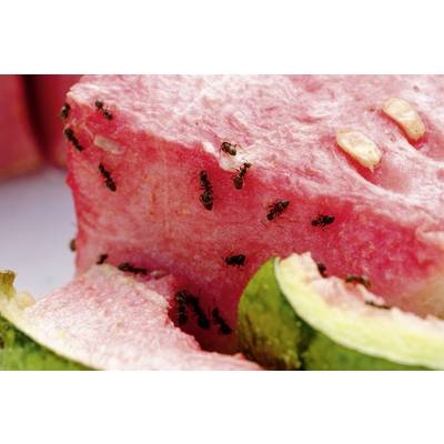 Ameisen krabbeln auf einem saftigen Stück roter Wassermelone mit grüner Schale.