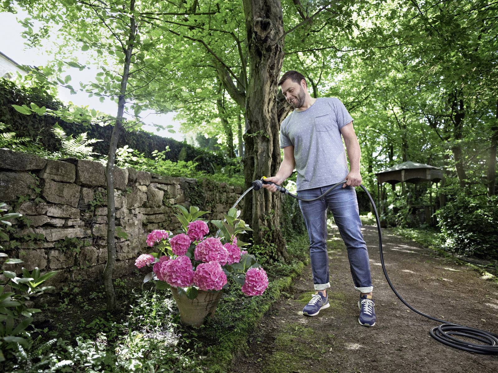 Ein Mann gießt rosa Hortensienblüten in einem Terrakottatopf mit einem Wasserschlauch in einem sonnigen Garten mit steinernen Grenzmauern.