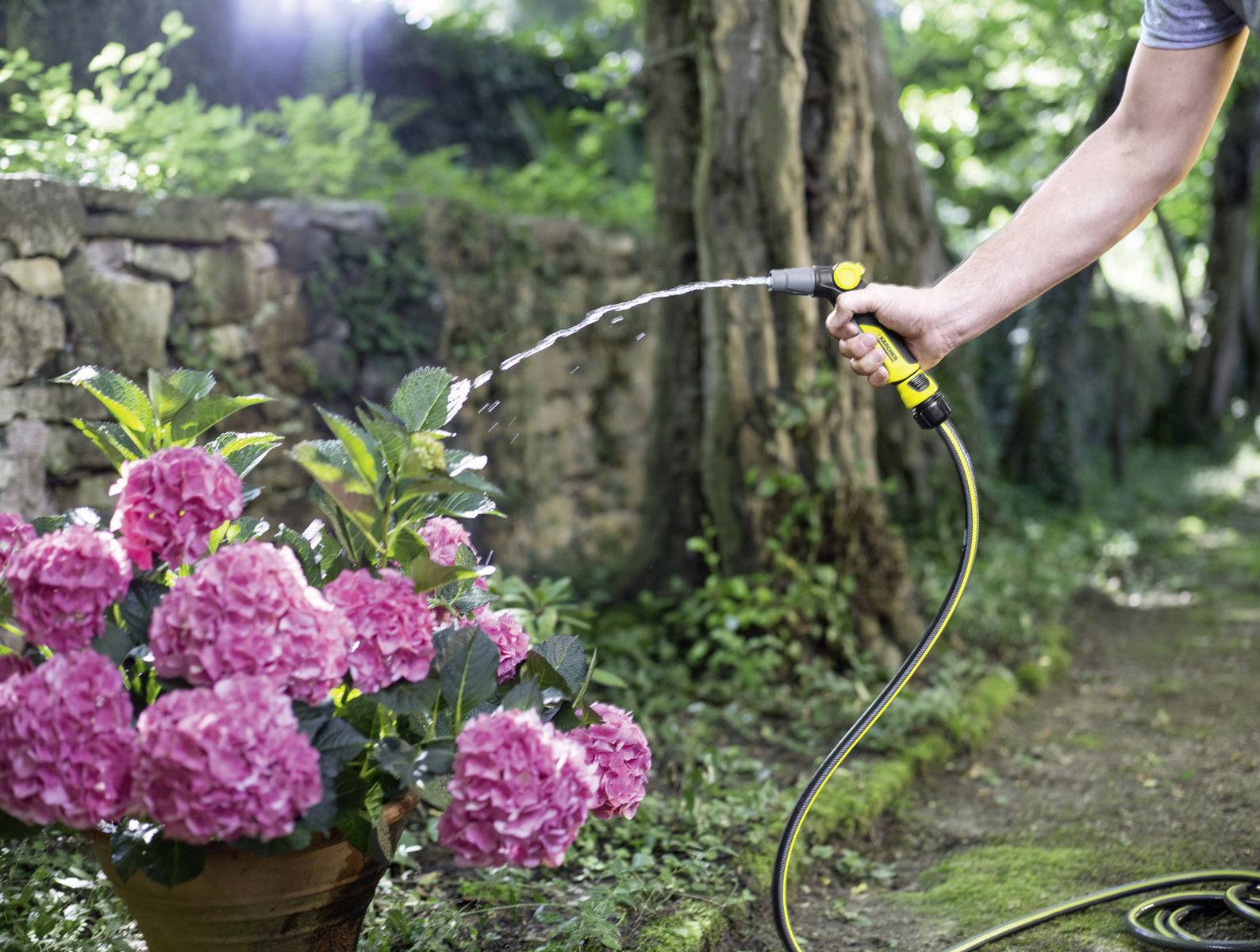 Ein Arm hält einen Gartenschlauch und bewässert rosa Hortensien in einem Topf in einem üppigen, grünen Garten.