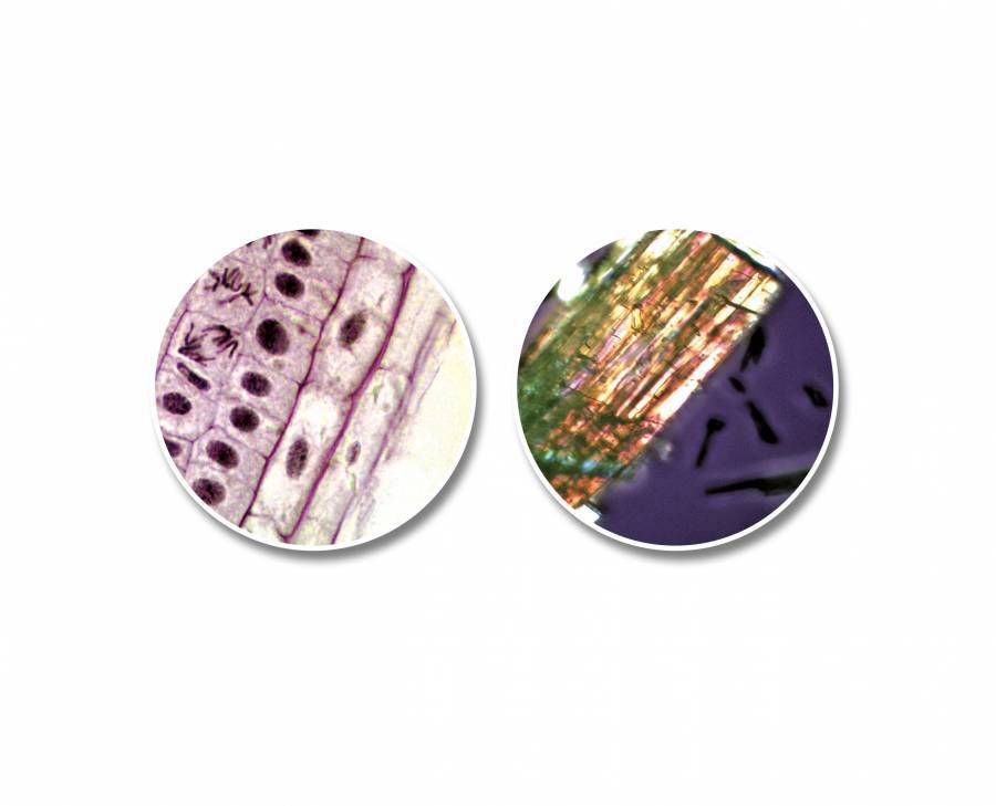 Zwei mikroskopische Ansichten. Links: Pflanzliche Zellen mit Zellwänden. Rechts: Bunte Kristalle, diagonal angeordnet.