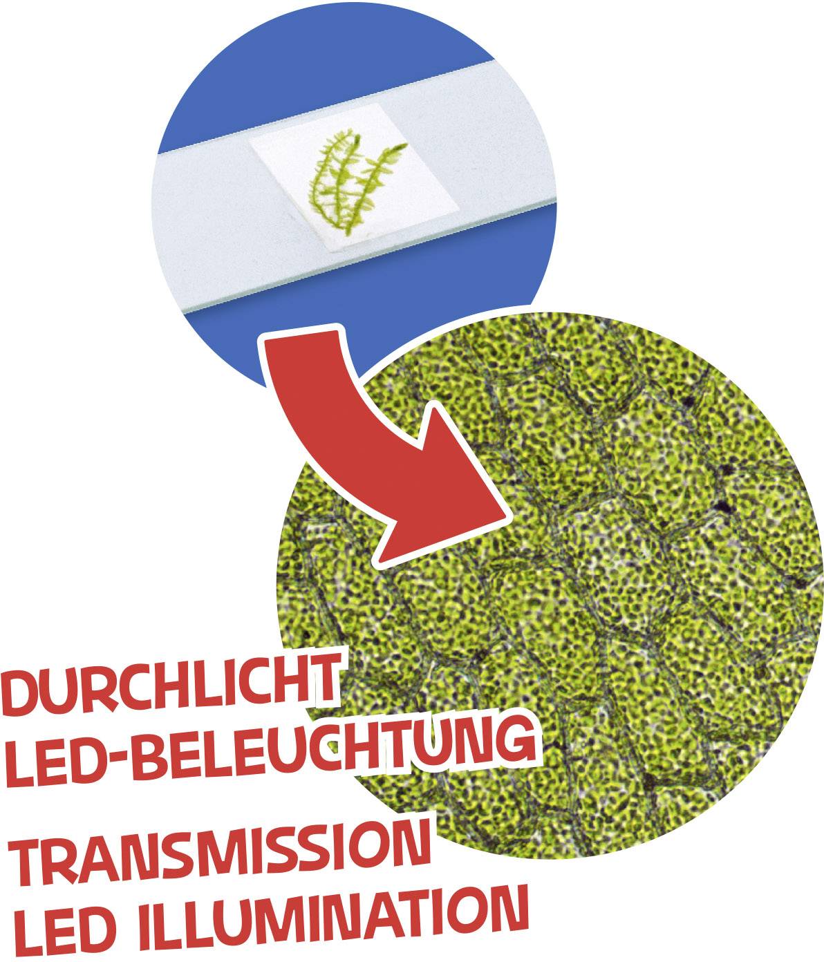 'Ein Bild zeigt einen Pfeil von einem kleinen Mikroskop-Bild zu einer vergrößerten Ansicht von Pflanzenzellen. Text: Durchlicht LED-Beleuchtung.'