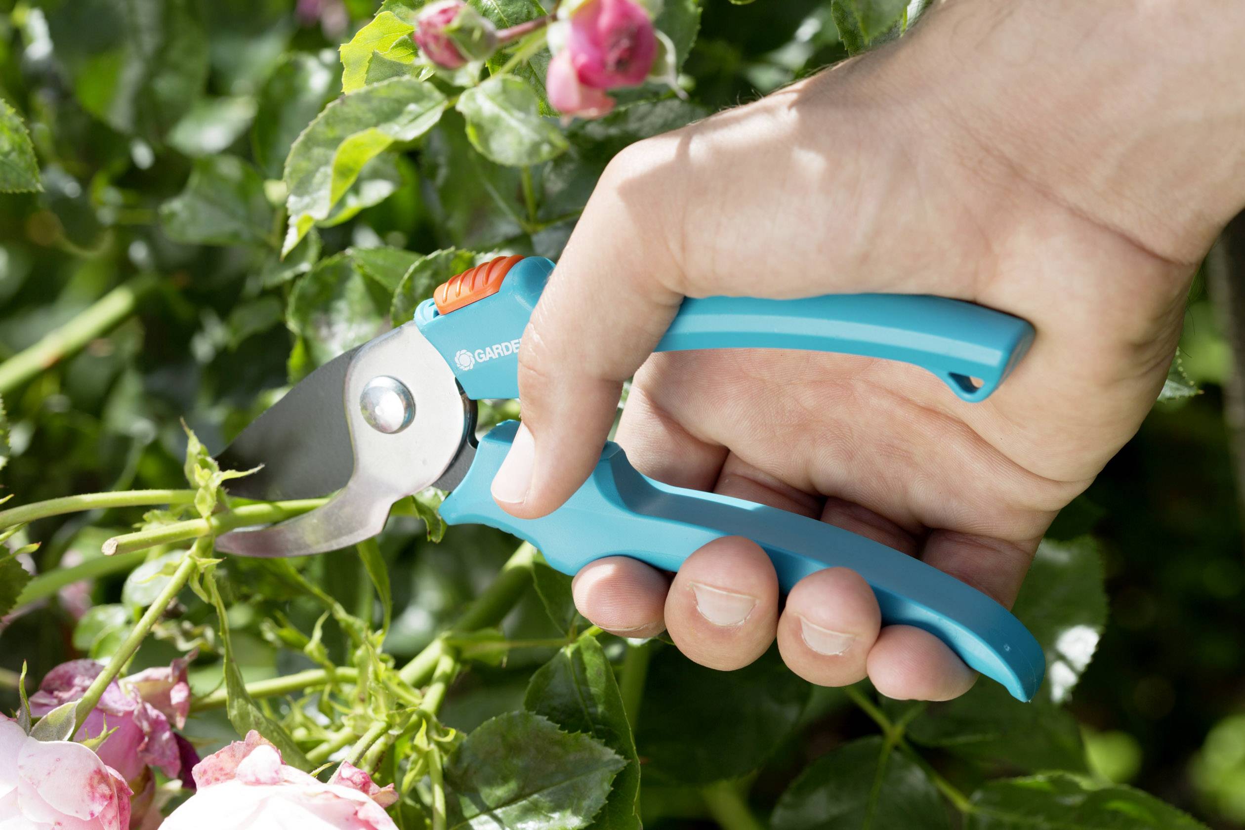 Eine Hand schneidet mit einer blauen Gartenschere einen Rosenzweig. Im Hintergrund sind grüne Blätter und rosa Rosen sichtbar.