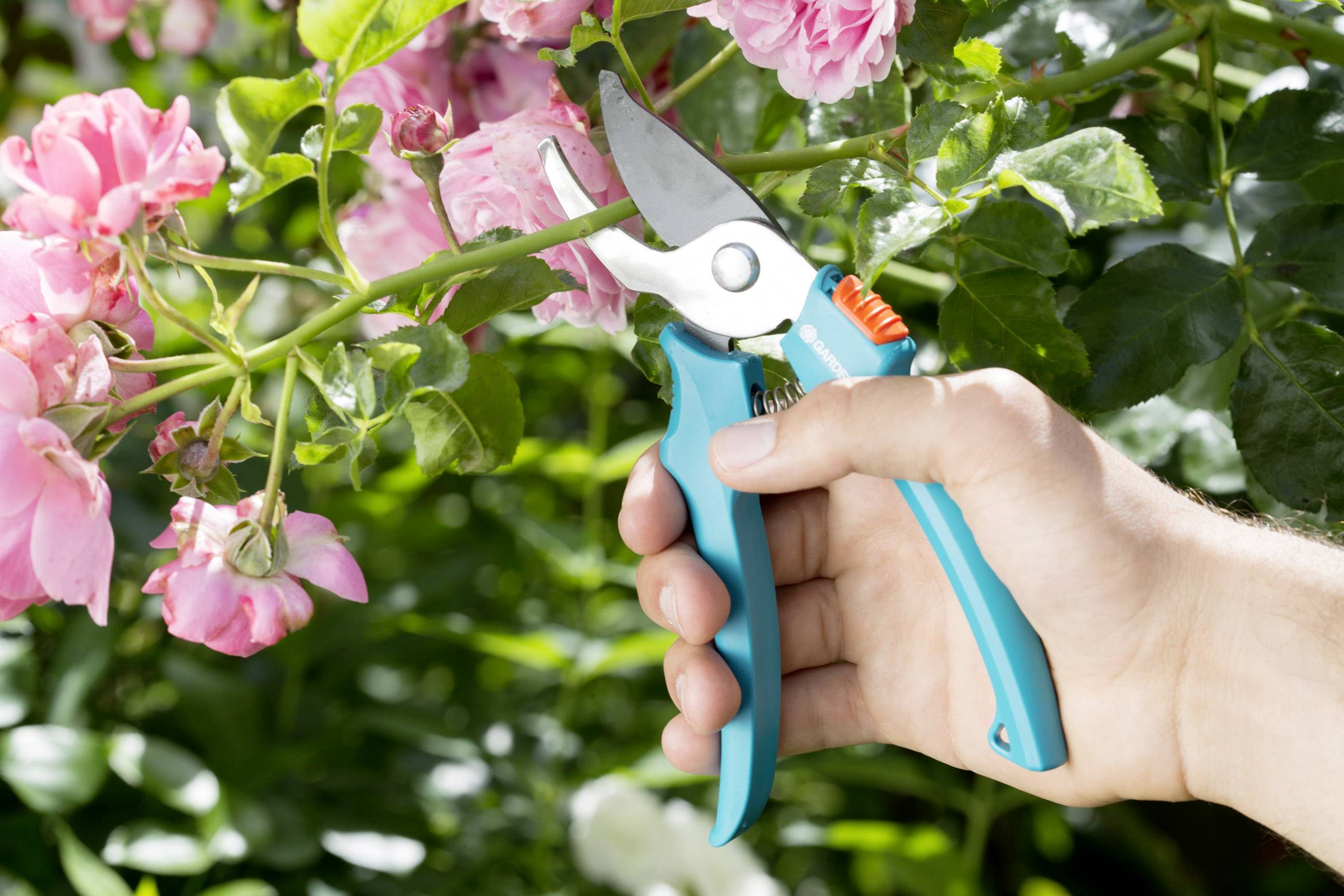 Eine Hand schneidet rosa Rosen mit einer Gartenschere im Gartenumfeld.