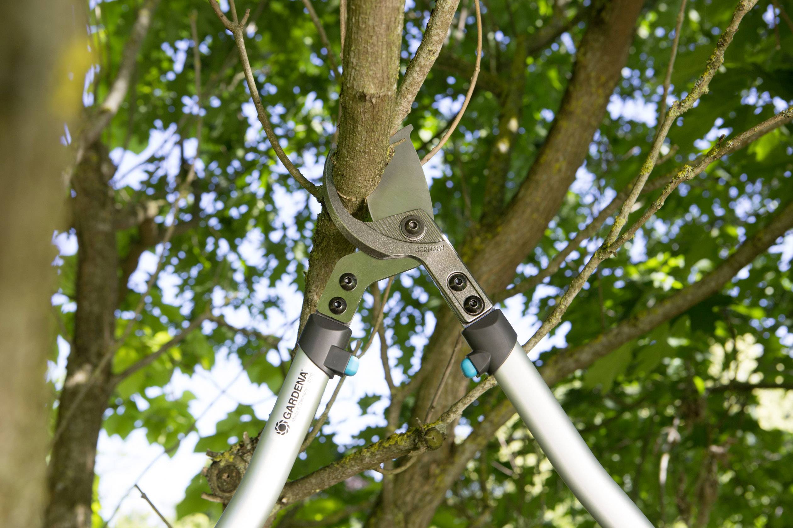 Astschere schneidet einen Ast an einem Baum. Die Blätter und Äste sind grün, die Schere ist silber und schwarz.