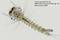 'Mikroskopische Aufnahme einer Culex-Mückenlarve mit feinen Borsten. Text: Culex mosquito larvae, BRESSER Science Infinity @ 20x, MikroCamII 20MP.'