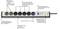 'Steckerleiste mit acht Steckdosen: fünf permanent, zwei Slave, eine Master. Für PCs und Peripherie. Schutz vor Überspannung integriert.'