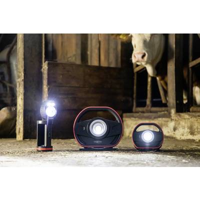 Drei verschiedene tragbare LED-Leuchten in einem Stall leuchten hell, während eine Kuh im Hintergrund interessiert zusieht.