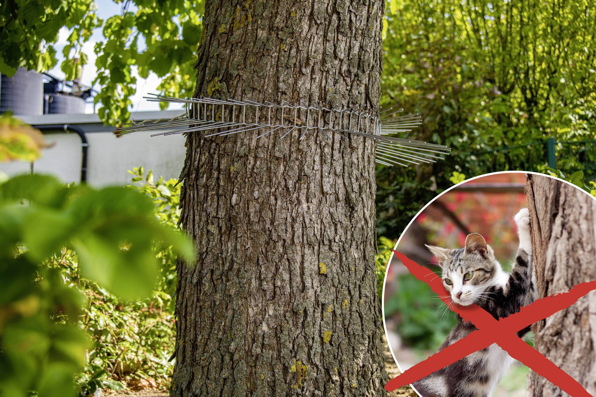 Baum mit montierten Metallspießen, um Katzen abzuhalten. Im runden Bildausschnitt eine kletternde Katze mit rotem Kreuz darüber.