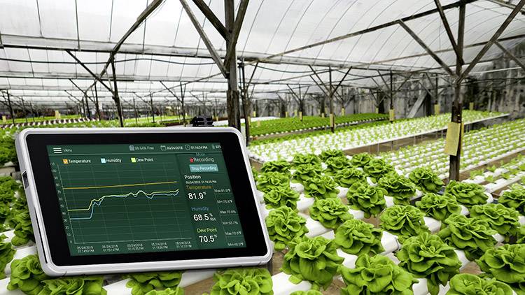 Ein Gewächshaus voller Salatpflanzen mit einem Tablet im Vordergrund, das Klima- und Wachstumsdaten anzeigt.