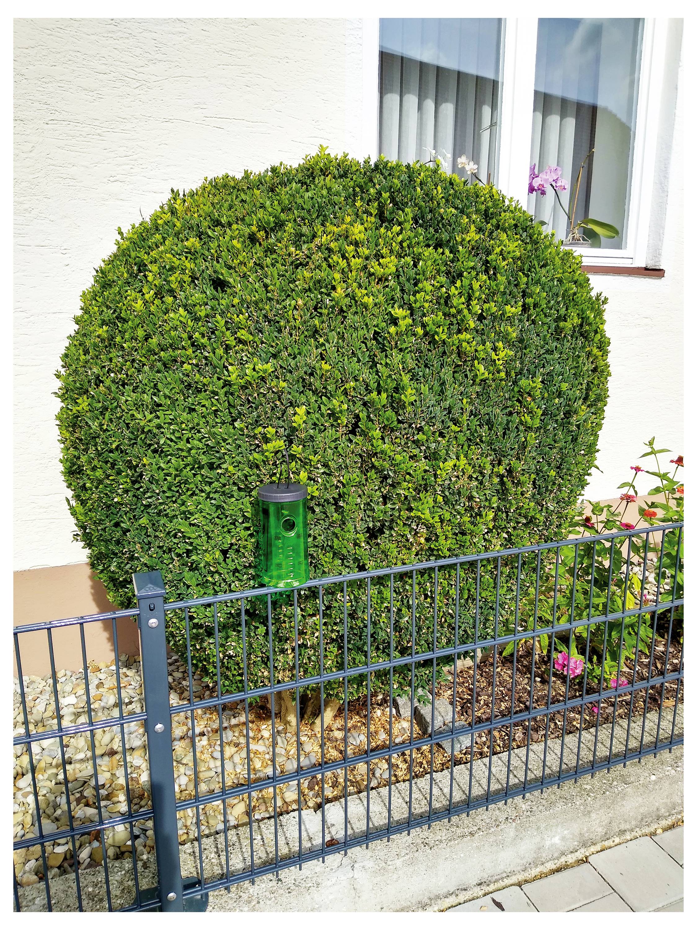 Swissinno Natural Control Tree Moth Trap 1 440 001K Buchsbaumzünsler-Falle Lockstoff Grün 1 St.-3