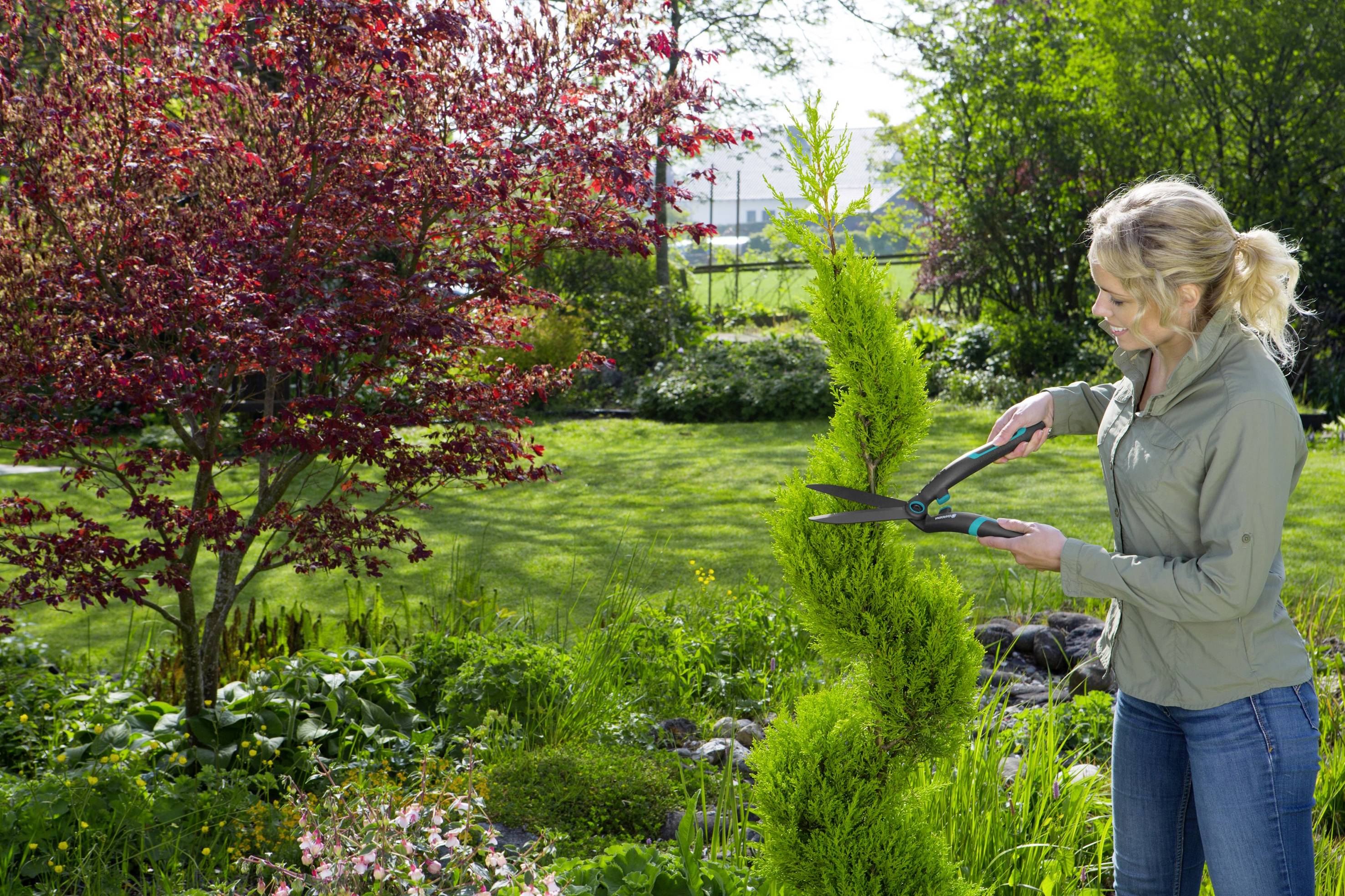 Eine Frau schneidet einen grünen Strauch in einem sonnigen Garten mit einer Hecke im Hintergrund. Ein roter Baum ist linksseitig sichtbar.