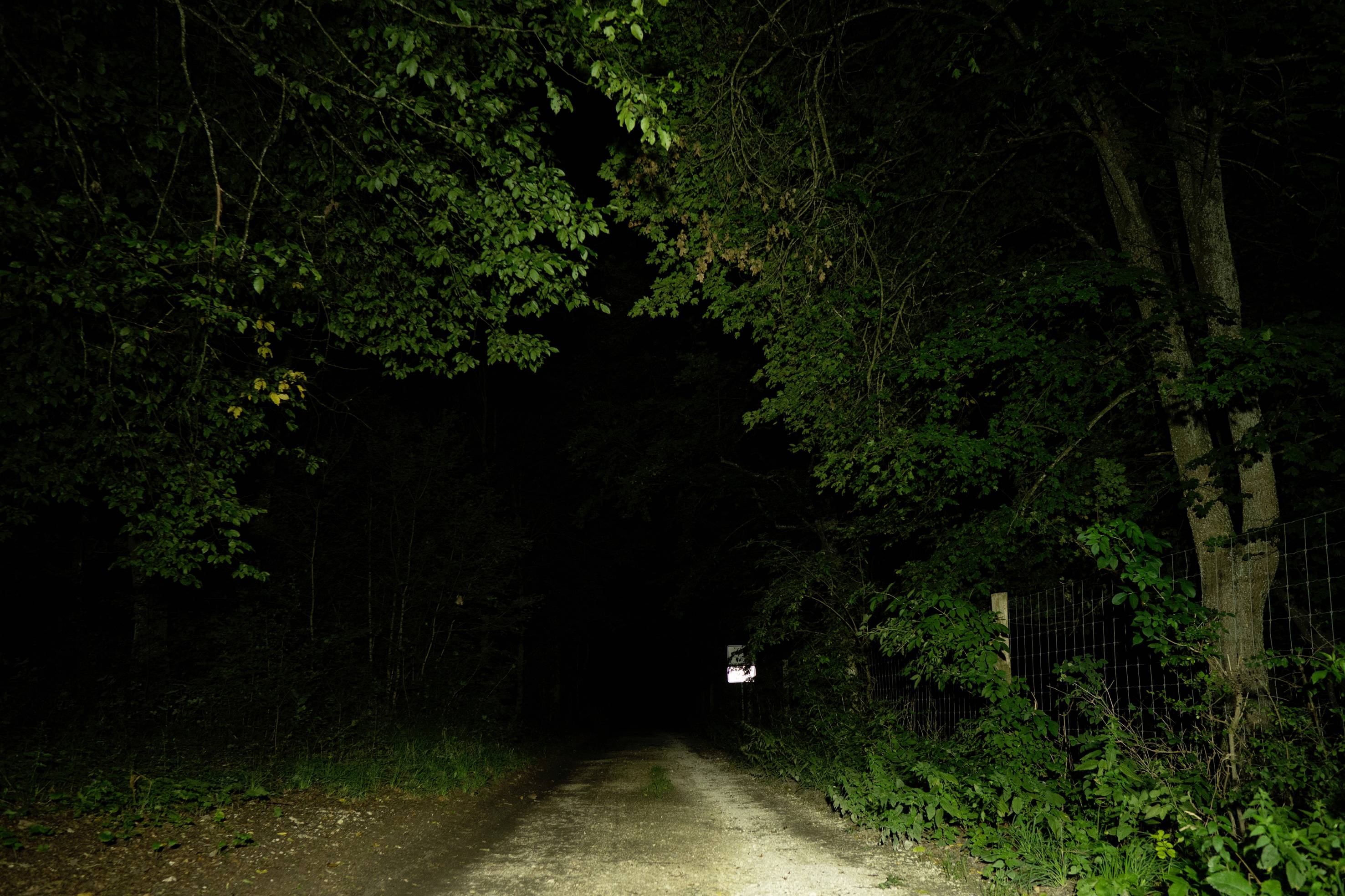 Ein dunkler Waldweg in der Nacht, beleuchtet durch schwaches Licht, umgeben von dichten Bäumen und einem Zaun auf der rechten Seite.