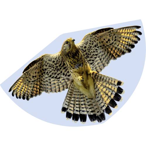 Günther Flugspiele Einleiner Drachen FALKE Spannweite (Details) 920 mm Windstärken-Eignung 3 - 6 bft