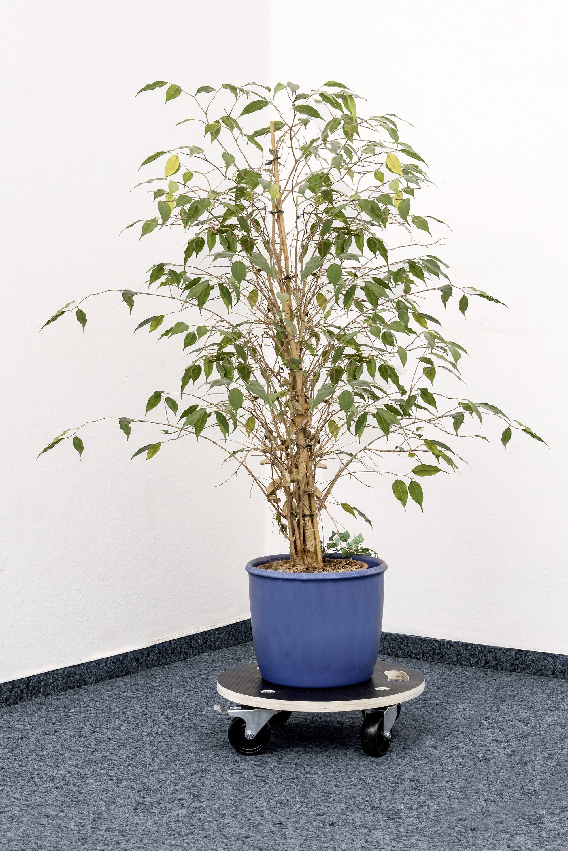 Ein Ficus in einem blauen Topf steht auf einem Rollwagen in der Ecke eines mit dunkelblauem Teppich ausgelegten Raumes.
