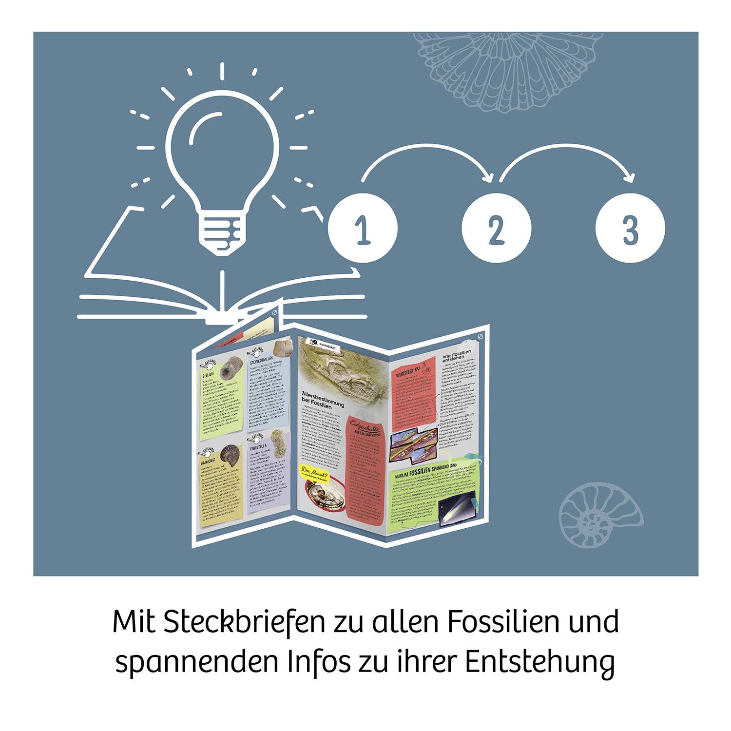 Ein Diagramm zeigt eine Glühbirne mit einem aufgeschlagenen Buch und nummerierten Schritten. Unten steht: 'Mit Steckbriefen zu allen Fossilien und spannenden Infos zu ihrer Entstehung'.