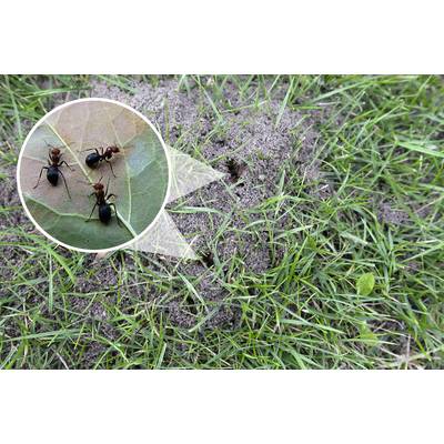 Ameisen krabbeln auf Blatt, vergrößert dargestellt vor einem Erdhaufen im Gras.