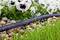 Ein Bewässerungsschlauch wässert Blumen und Gras auf Steinen. Die Blumen haben weiße Blüten mit dunklem Zentrum.