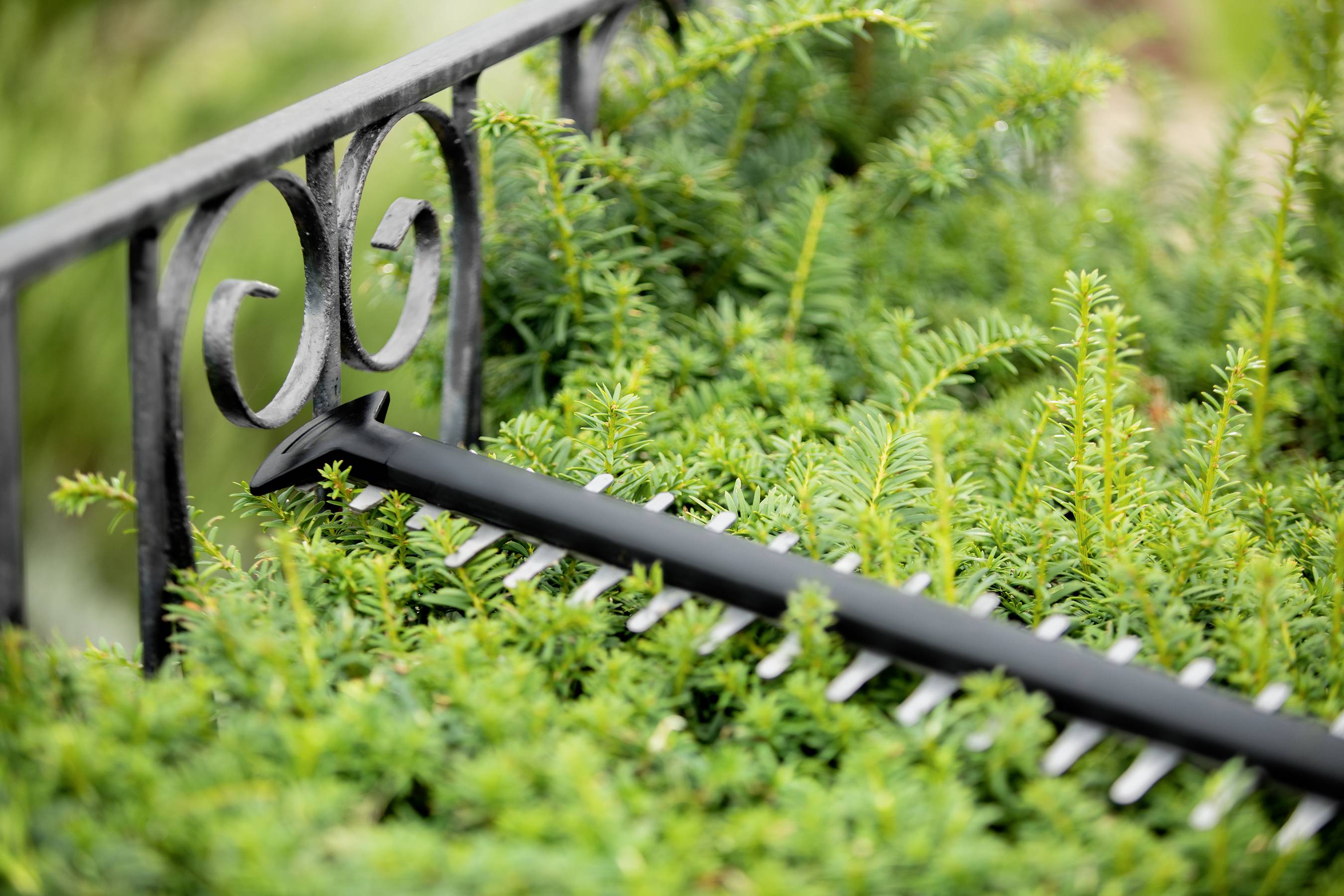 Eine schwarze Heckenschere schneidet grüne Buchsbaumzweige neben einem dekorativen Metallzaun im Garten.