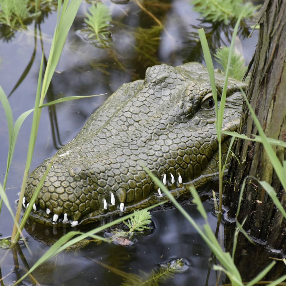 Krokodil-Kopf RC Einsteiger Funktionsmodell RtR 300 mm-7